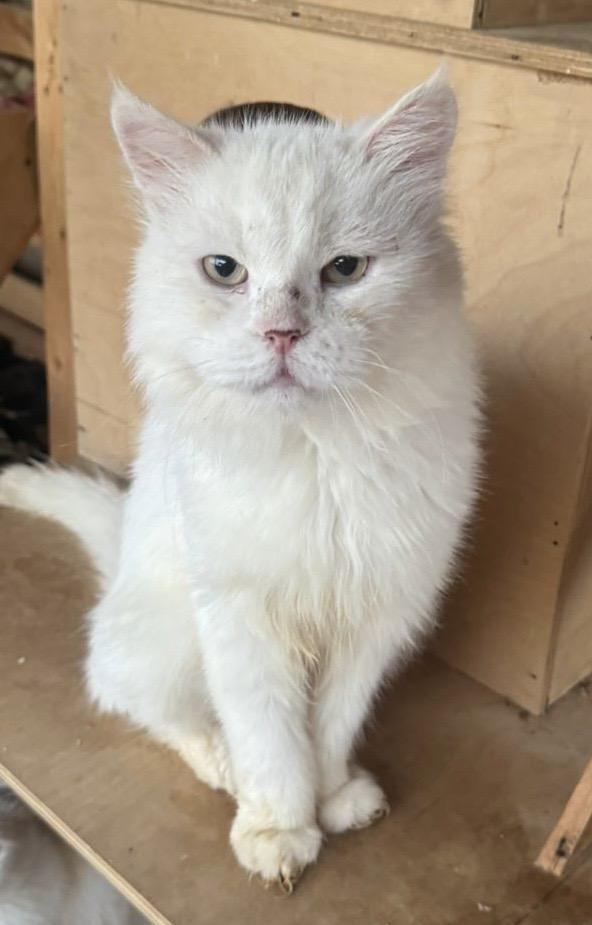 Megacoon