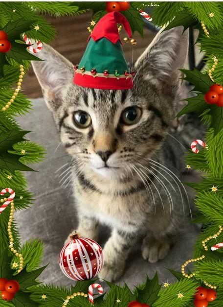 Enlarge Cobra (Green), a Adoptable Domestic Short Hair in Battle Ground, WA image 3/6