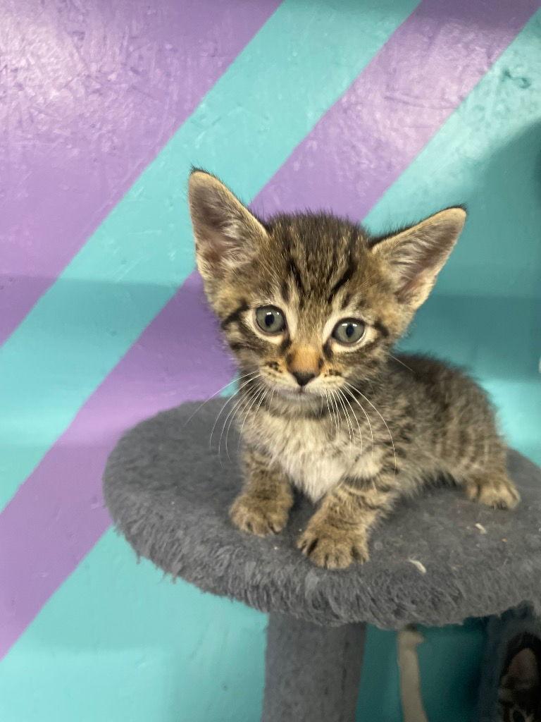 Enlarge Cobra (Green), a Adoptable Domestic Short Hair in Battle Ground, WA image 6/6