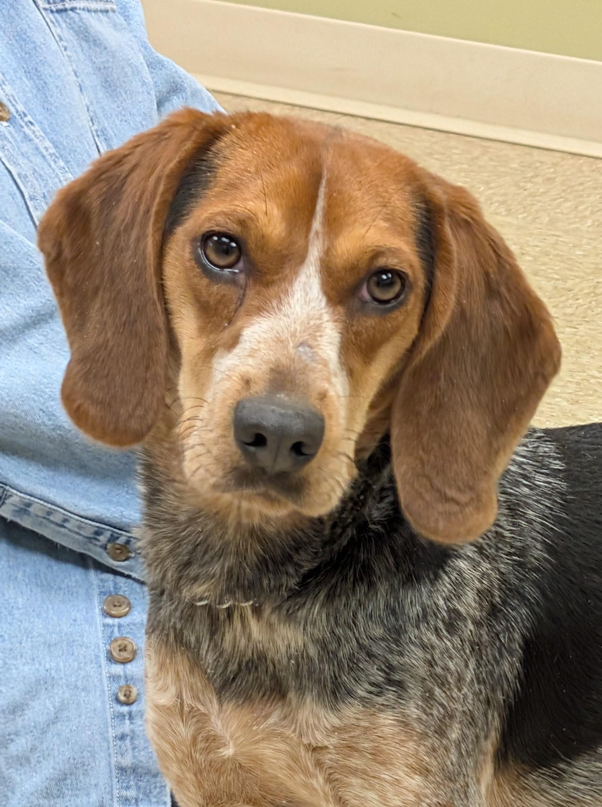Lucy, adopted, Adult Female Beagle.