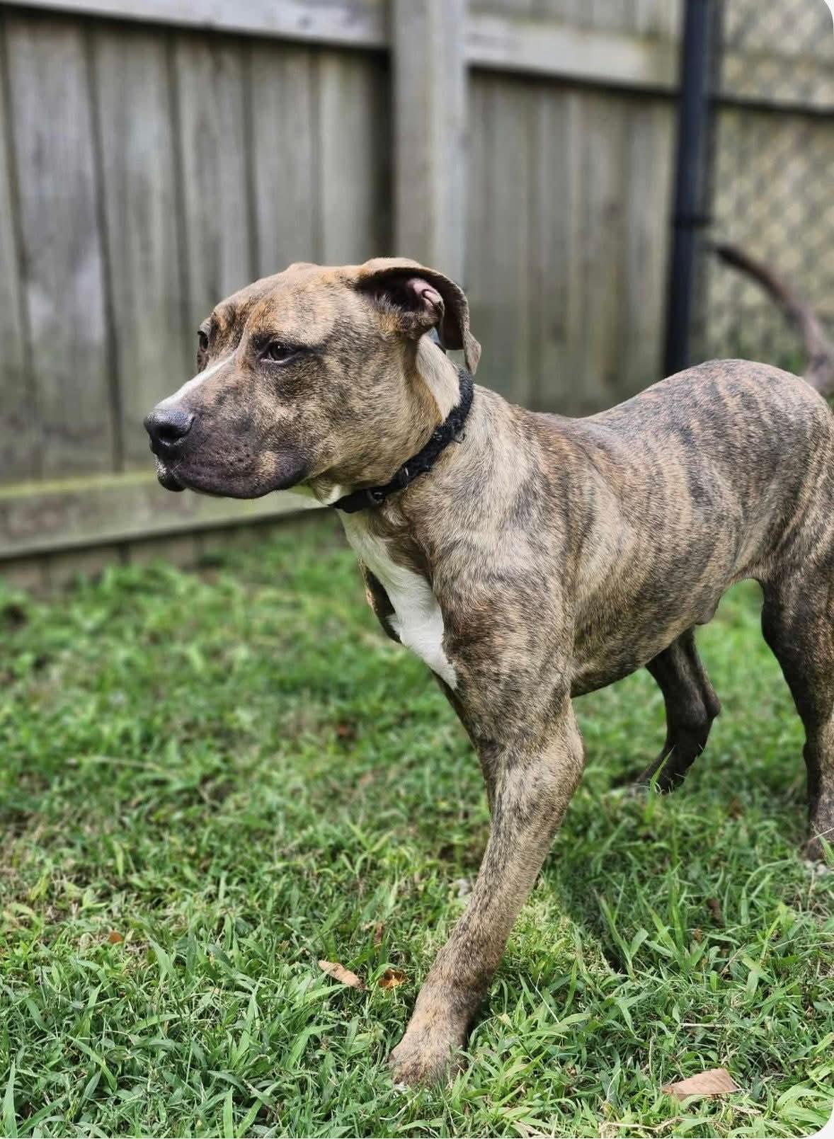 Enlarge Brownie, a Adoptable Mixed Breed in Fairfield, NJ image 2/4