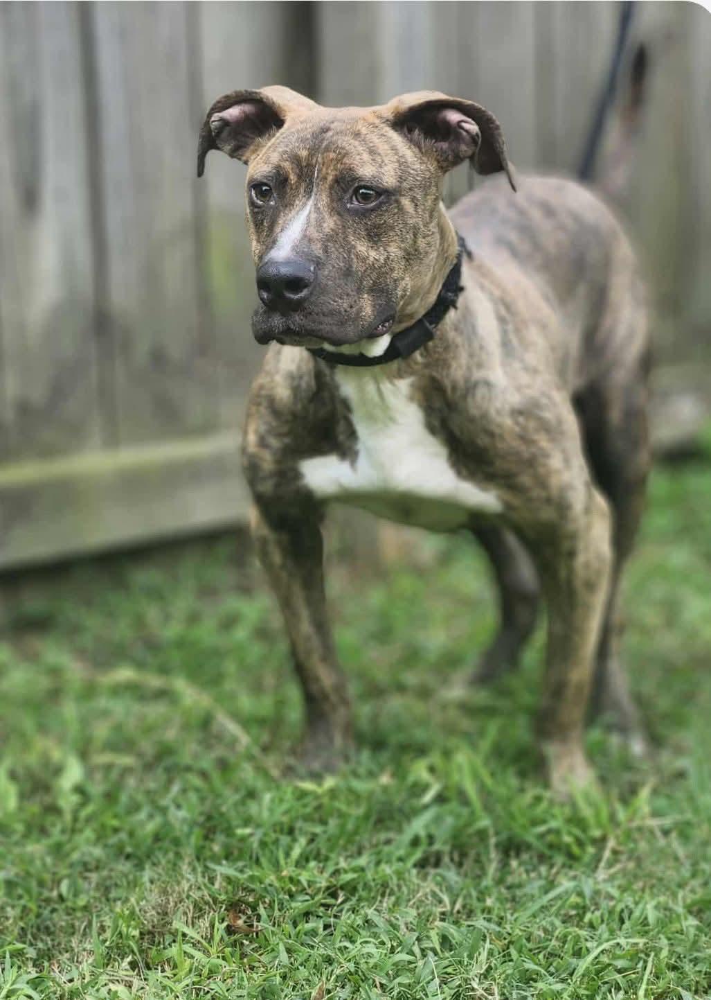 Brownie, Adoptable, Young Male Mixed Breed.