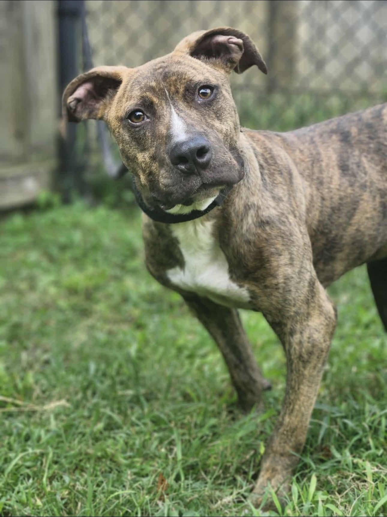 Enlarge Brownie, a Adoptable Mixed Breed in Fairfield, NJ image 4/4