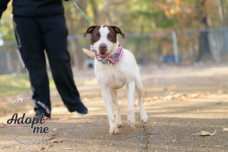 Maggie, an adoptable Pointer in Madison, MS, 39110 | Photo Image 5