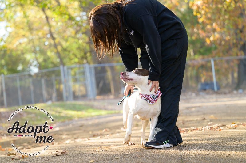 Maggie, an adoptable Pointer in Madison, MS, 39110 | Photo Image 4