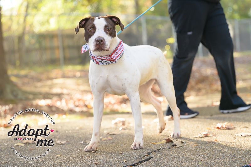 Maggie, an adoptable Pointer in Madison, MS, 39110 | Photo Image 6