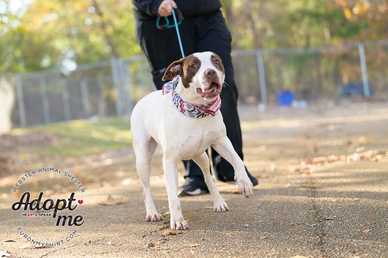 Maggie, an adoptable Pointer in Madison, MS, 39110 | Photo Image 3