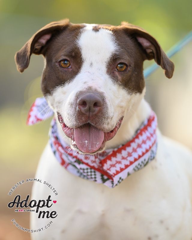 Maggie, an adoptable Pointer in Madison, MS, 39110 | Photo Image 1