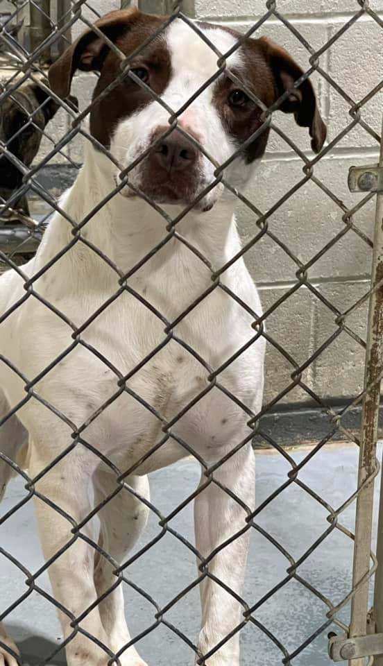 Maggie, an adoptable Pointer in Madison, MS, 39110 | Photo Image 2