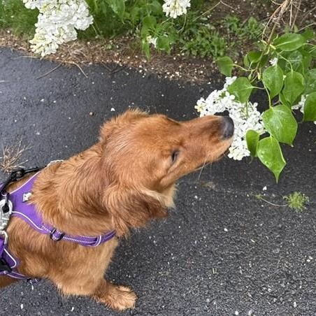Aime, an adopted Golden Retriever in New Canaan, CT image 3/6