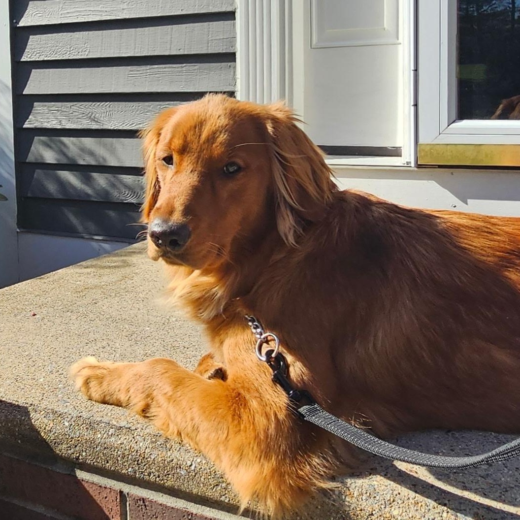 Aime, an adopted Golden Retriever in New Canaan, CT image 2/6