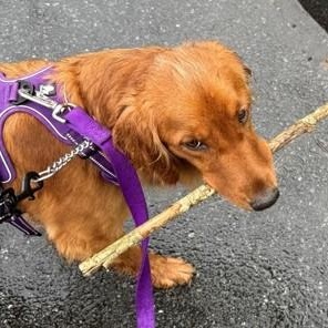 Aime, an adopted Golden Retriever in New Canaan, CT image 5/6