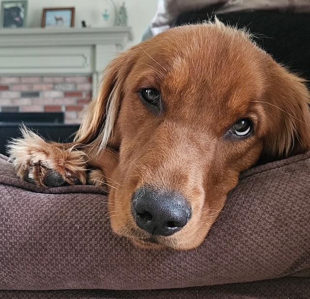 Aime, an adopted Golden Retriever in New Canaan, CT image 1/6