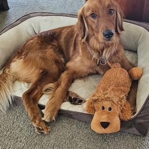 Aime, an adopted Golden Retriever in New Canaan, CT image 4/6