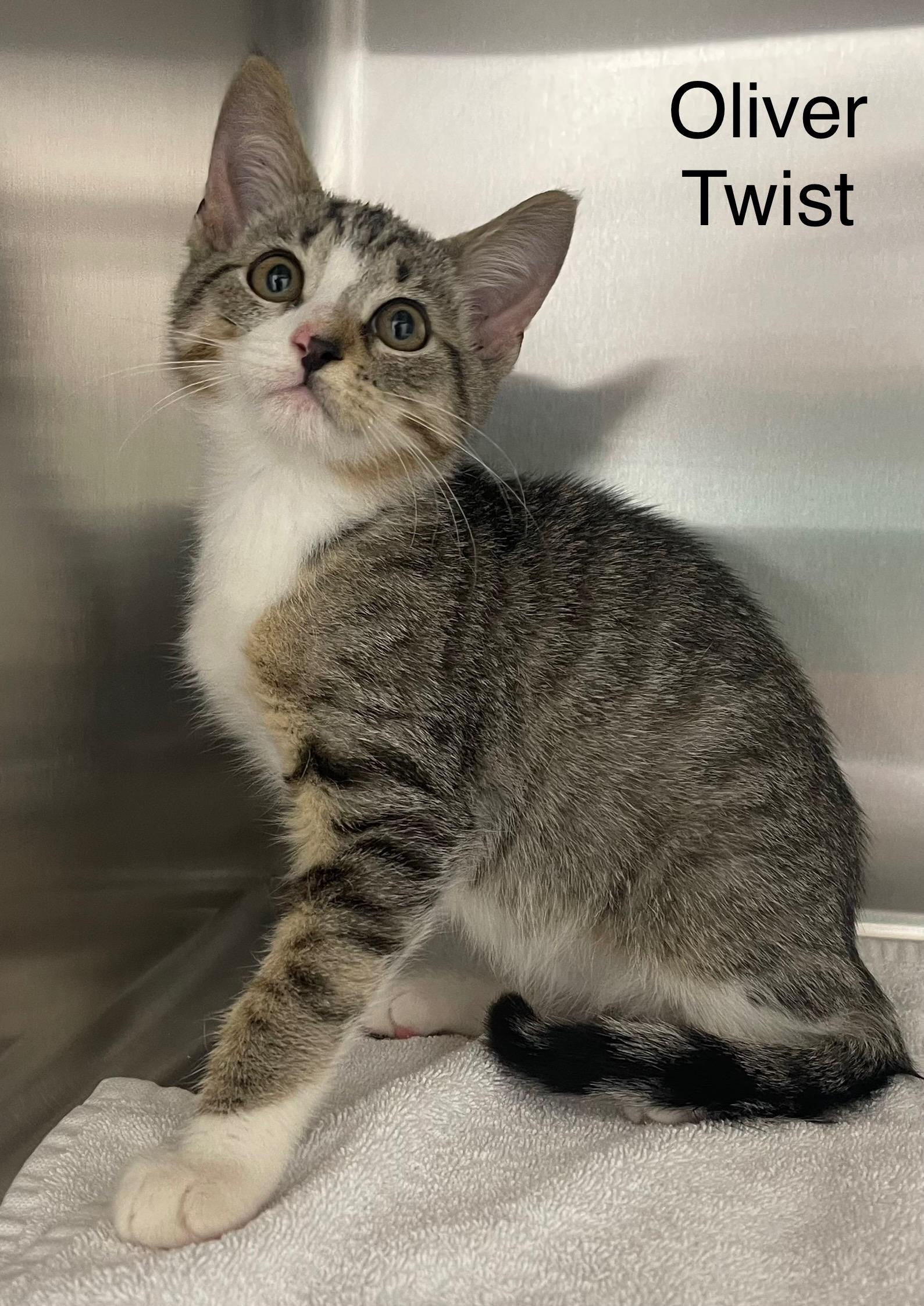 Oliver Twist