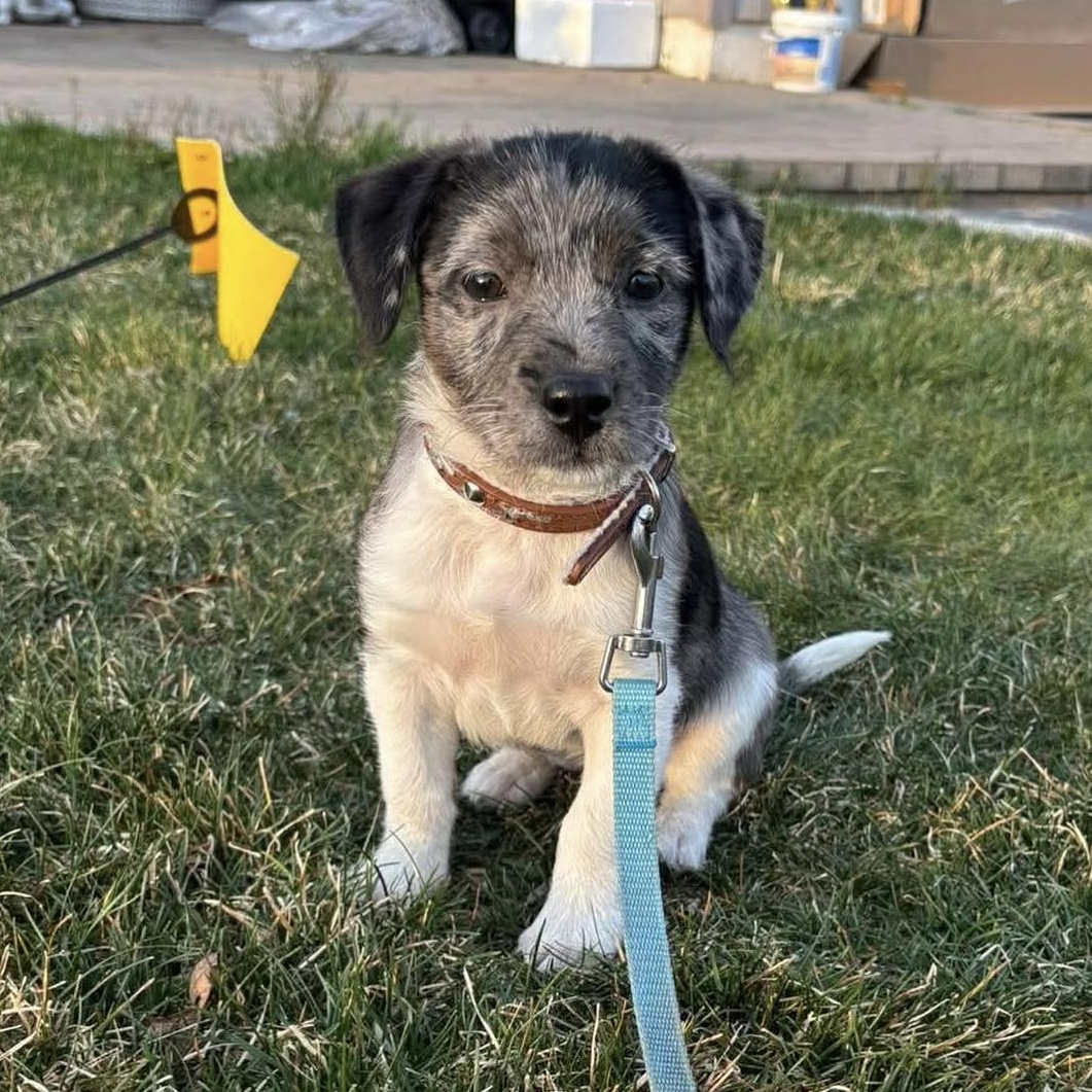 Enlarge Roxy, an adopted Mixed Breed in Yaphank, NY image 1/6