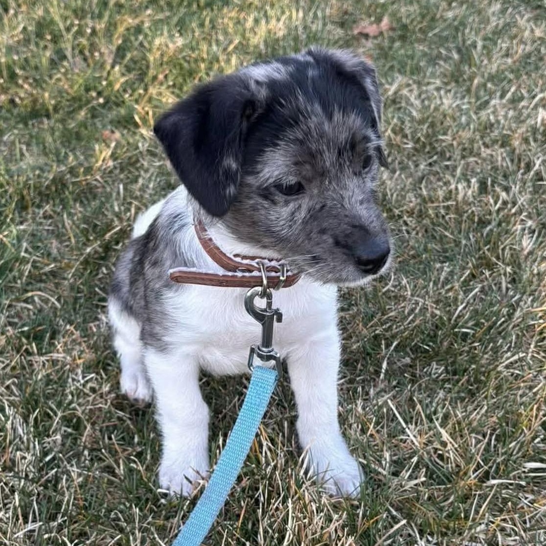 Enlarge Roxy, an adopted Mixed Breed in Yaphank, NY image 6/6
