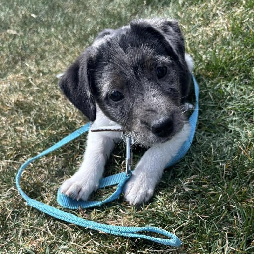 Enlarge Roxy, an adopted Mixed Breed in Yaphank, NY image 5/6