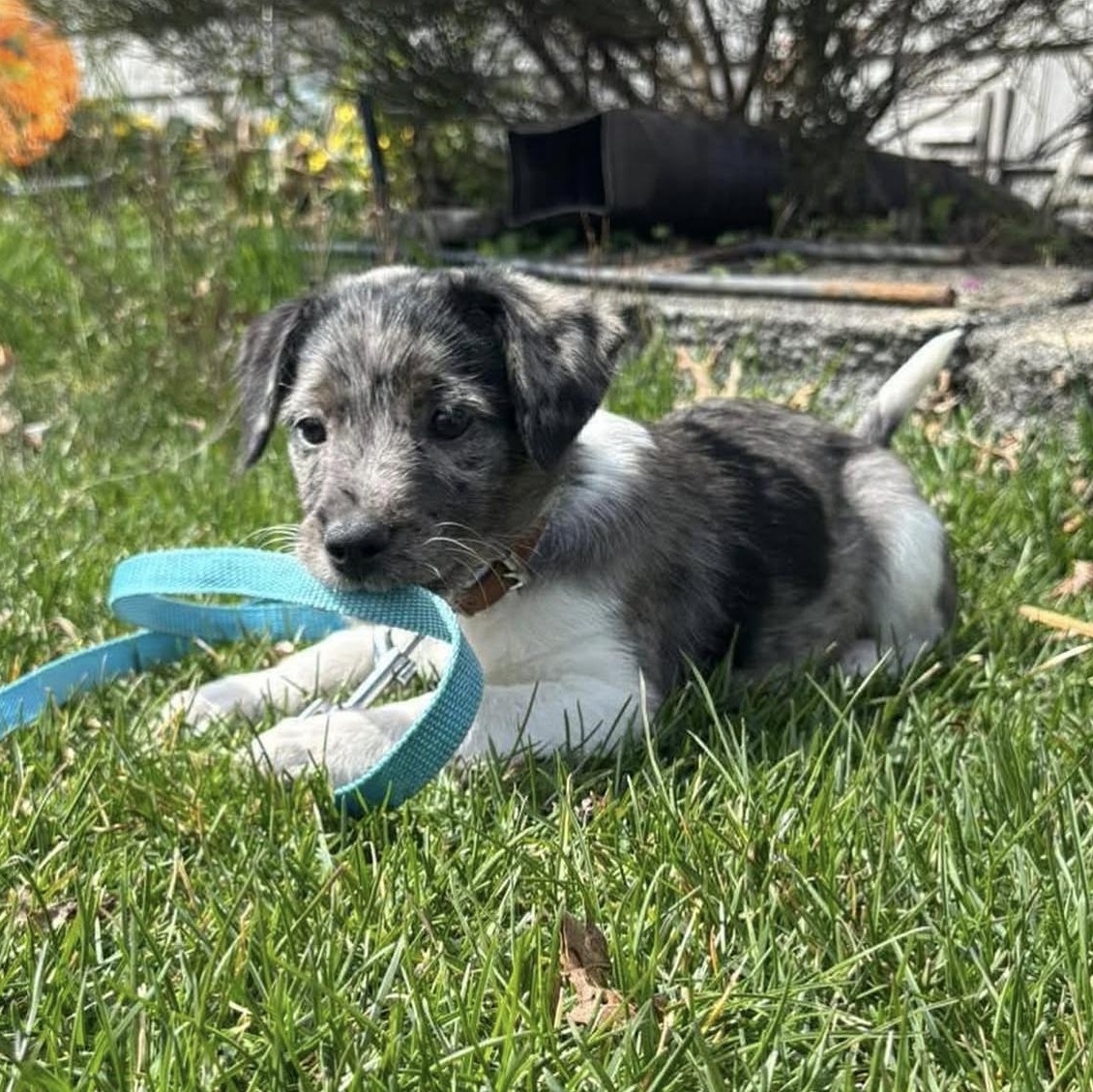 Enlarge Roxy, an adopted Mixed Breed in Yaphank, NY image 4/6