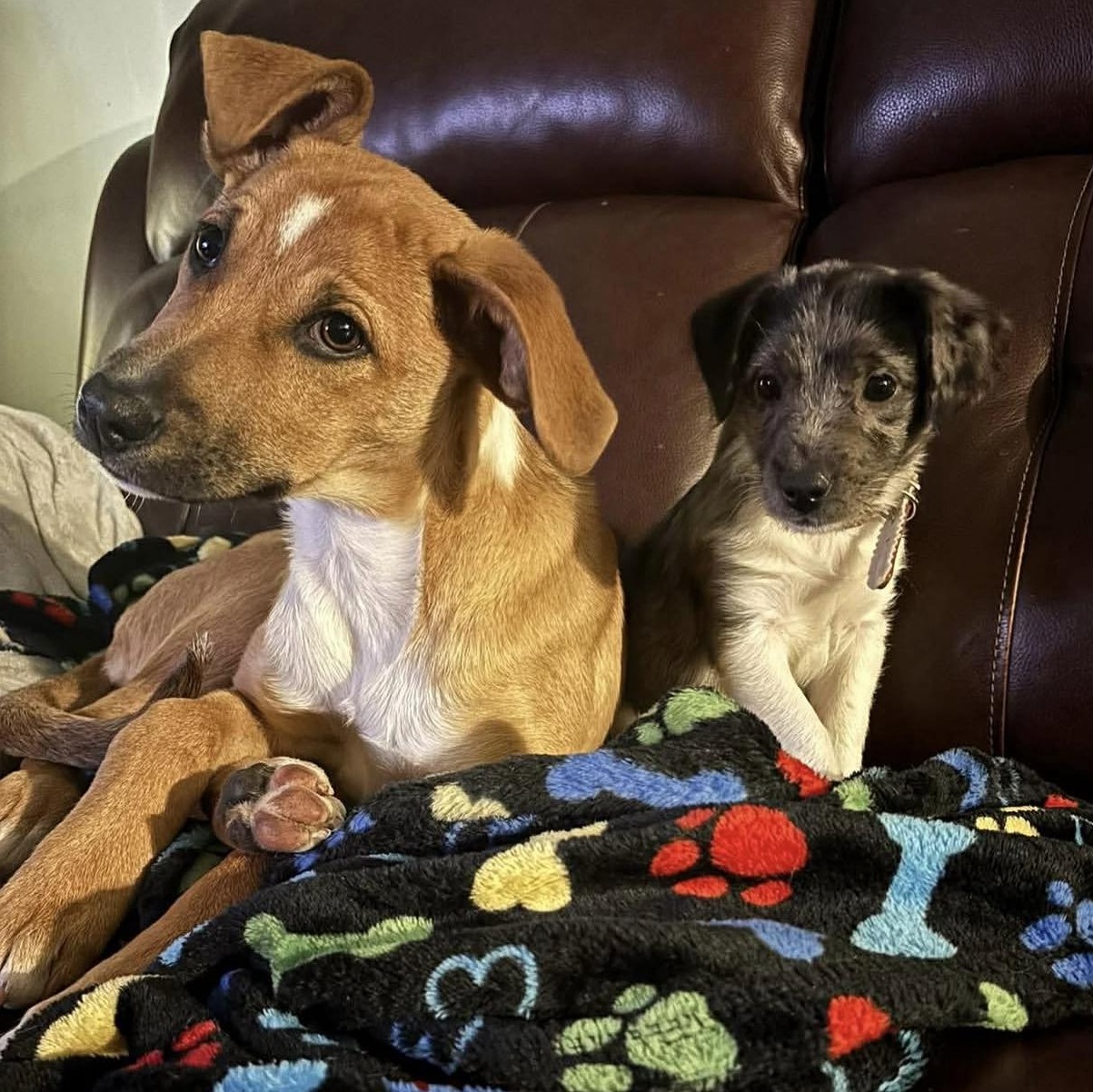 Enlarge Roxy, an adopted Mixed Breed in Yaphank, NY image 3/6