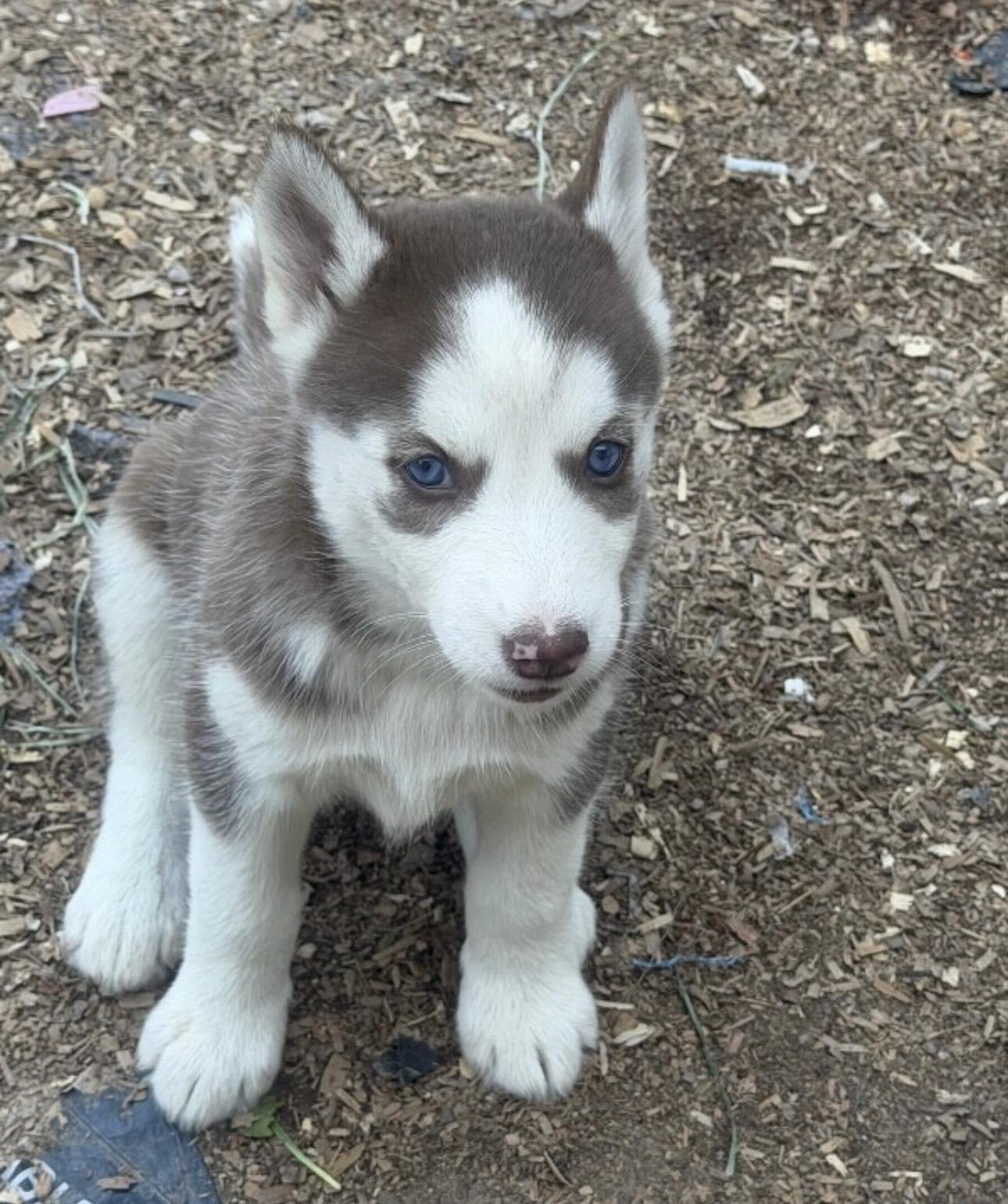 Mary J, adopted, Puppy Female Husky.