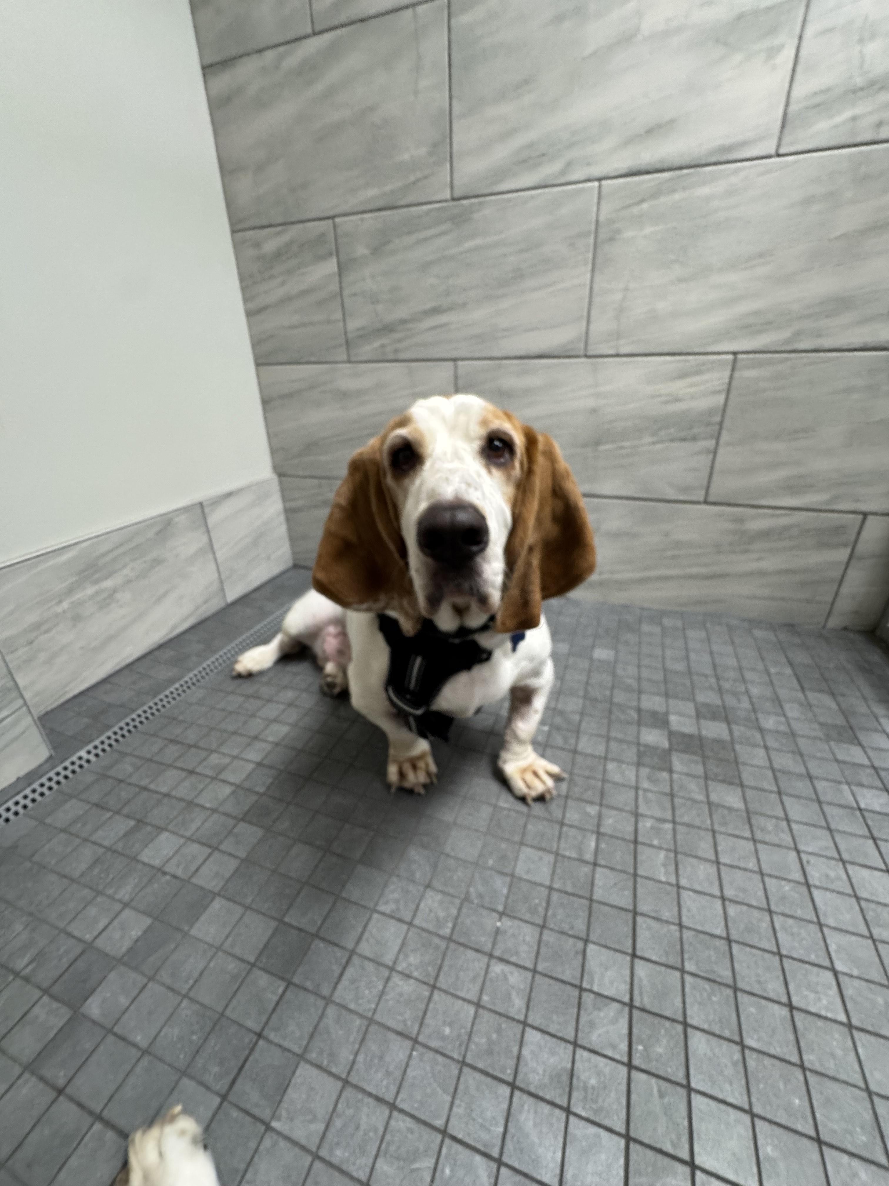 Enlarge Rowdy Basset, a Adopted Basset Hound in TULSA, OK image 1/5