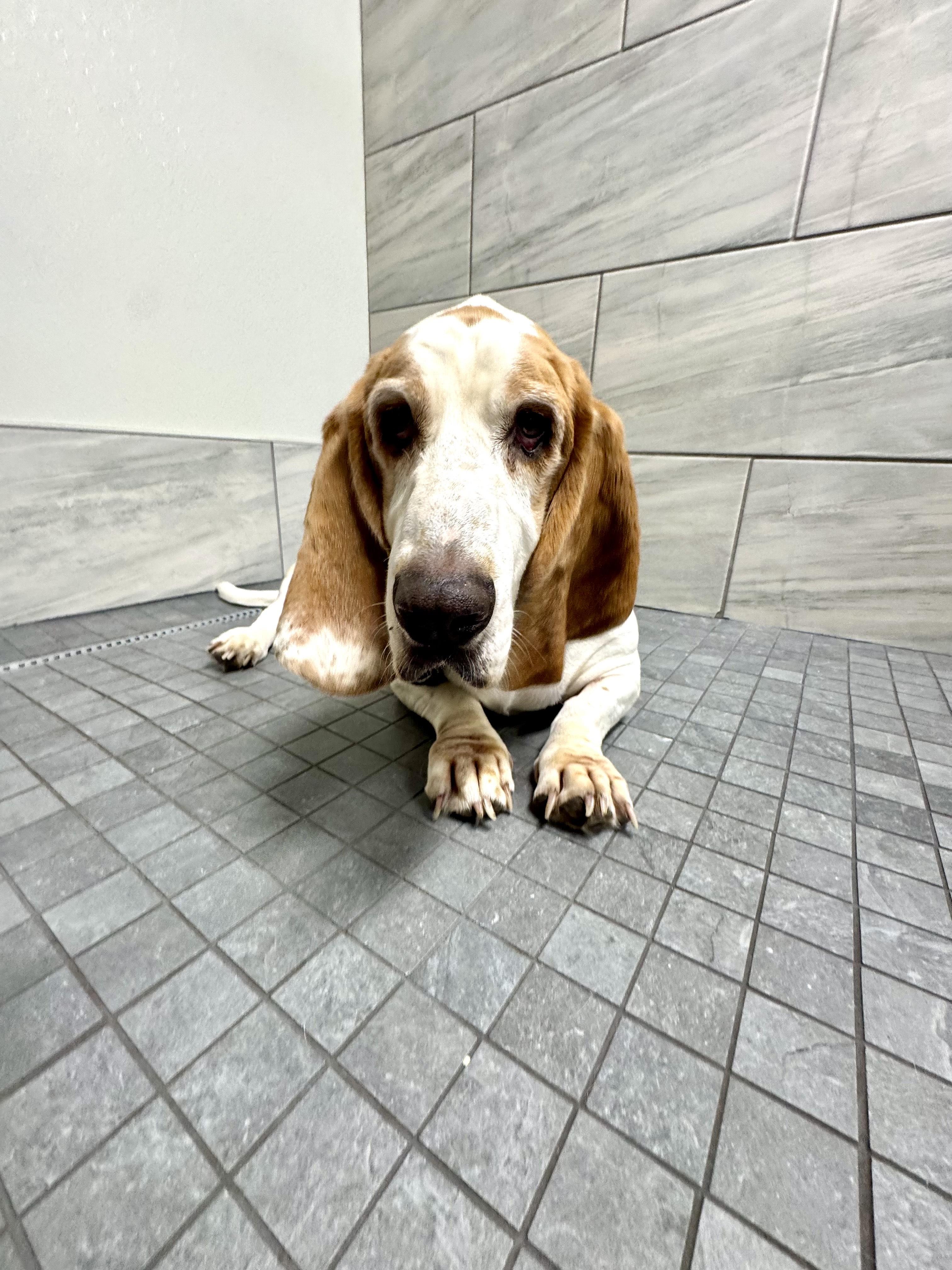 Enlarge Rowdy Basset, a Adopted Basset Hound in TULSA, OK image 2/5