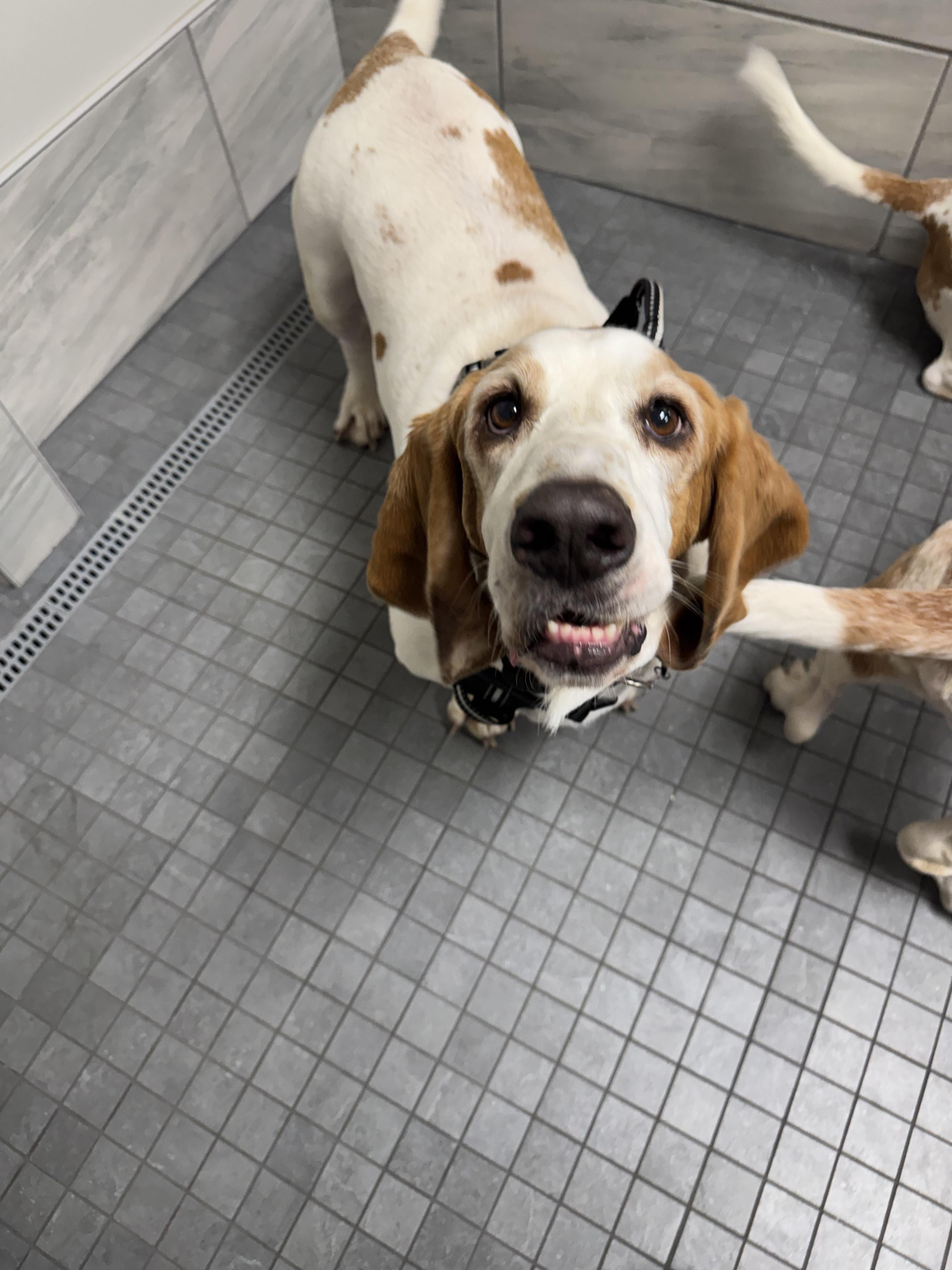 Enlarge Rowdy Basset, a Adopted Basset Hound in TULSA, OK image 4/5