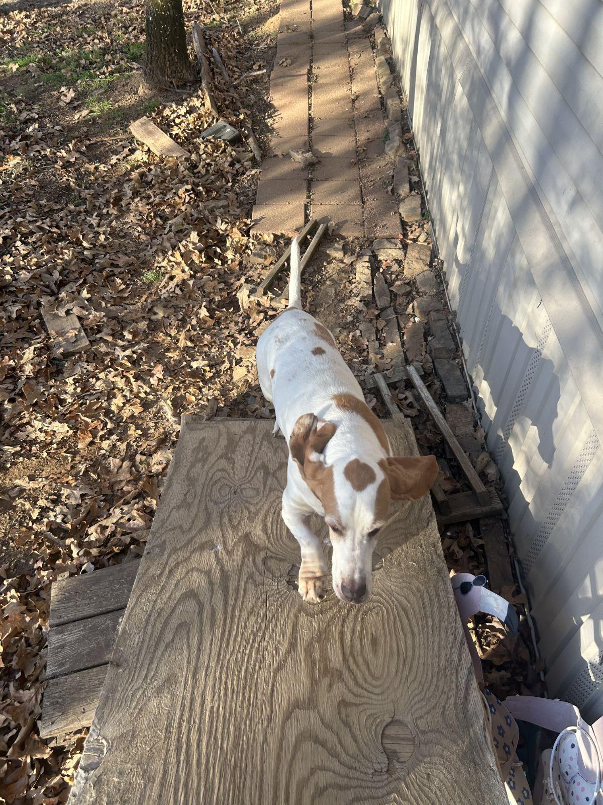 Enlarge Rowdy Basset, a Adopted Basset Hound in TULSA, OK image 5/5