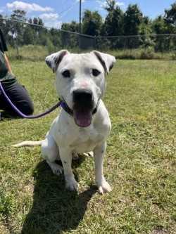 Enlarge Darby, a Adoptable Pit Bull Terrier in Woodbine, GA image 1/2