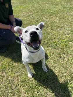 Enlarge Darby, a Adoptable Pit Bull Terrier in Woodbine, GA image 2/2