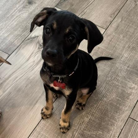 Chad **Adoption pending**, Adoptable, Puppy Male Mixed Breed & Terrier.