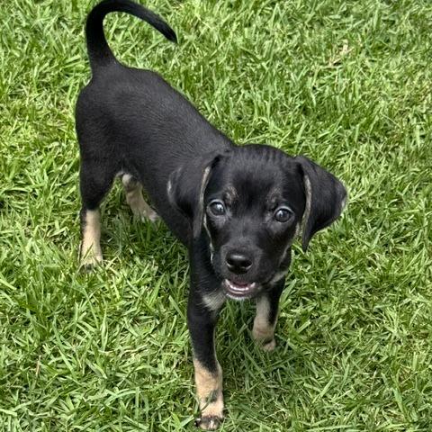 Chad **Adoption pending**, a Adoptable mixed breed in Jacksonville, FL image 2/6