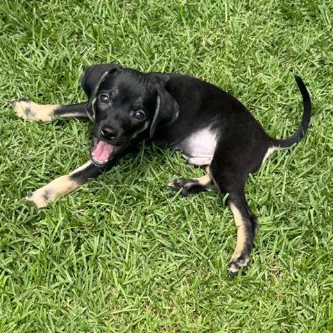 Chad **Adoption pending**, a Adoptable mixed breed in Jacksonville, FL image 3/6