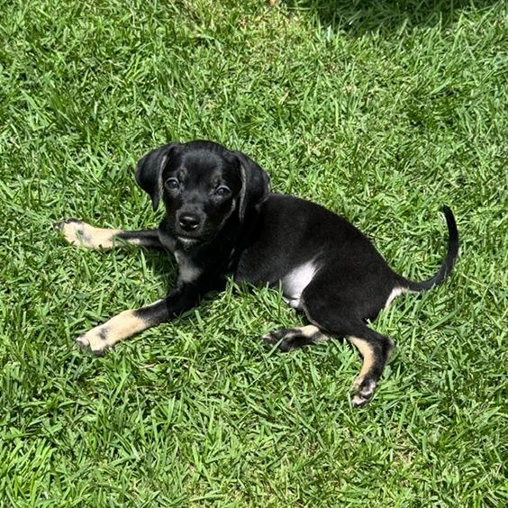 Chad **Adoption pending**, a Adoptable mixed breed in Jacksonville, FL image 4/6
