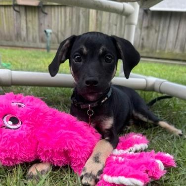 Chad **Adoption pending**, a Adoptable mixed breed in Jacksonville, FL image 5/6