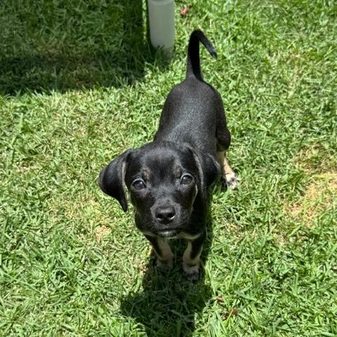 Chad **Adoption pending**, a Adoptable mixed breed in Jacksonville, FL image 6/6