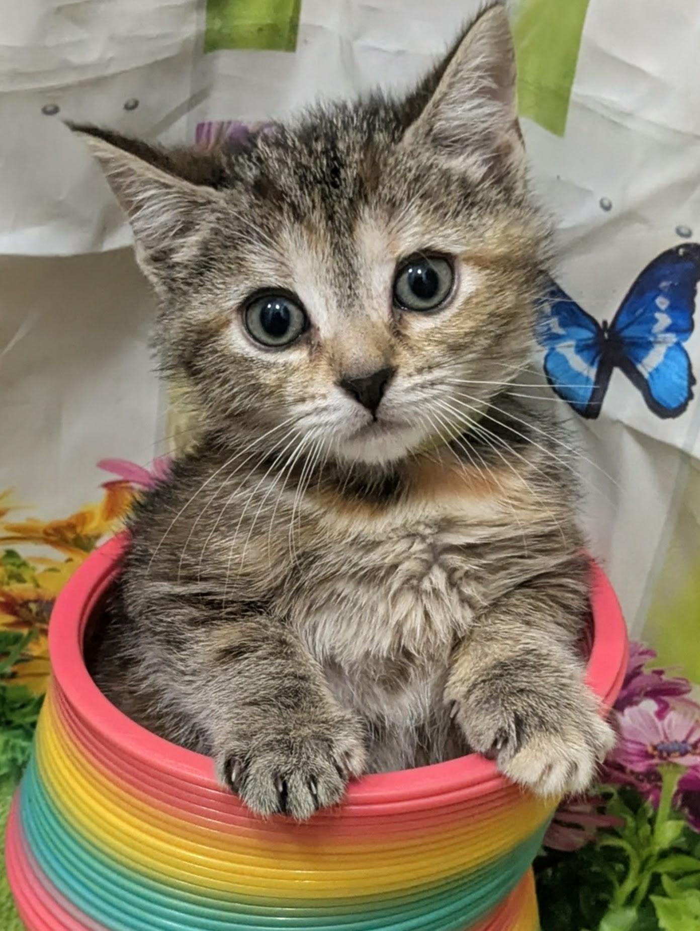 Peep, adopted, Kitten Female Domestic Short Hair.