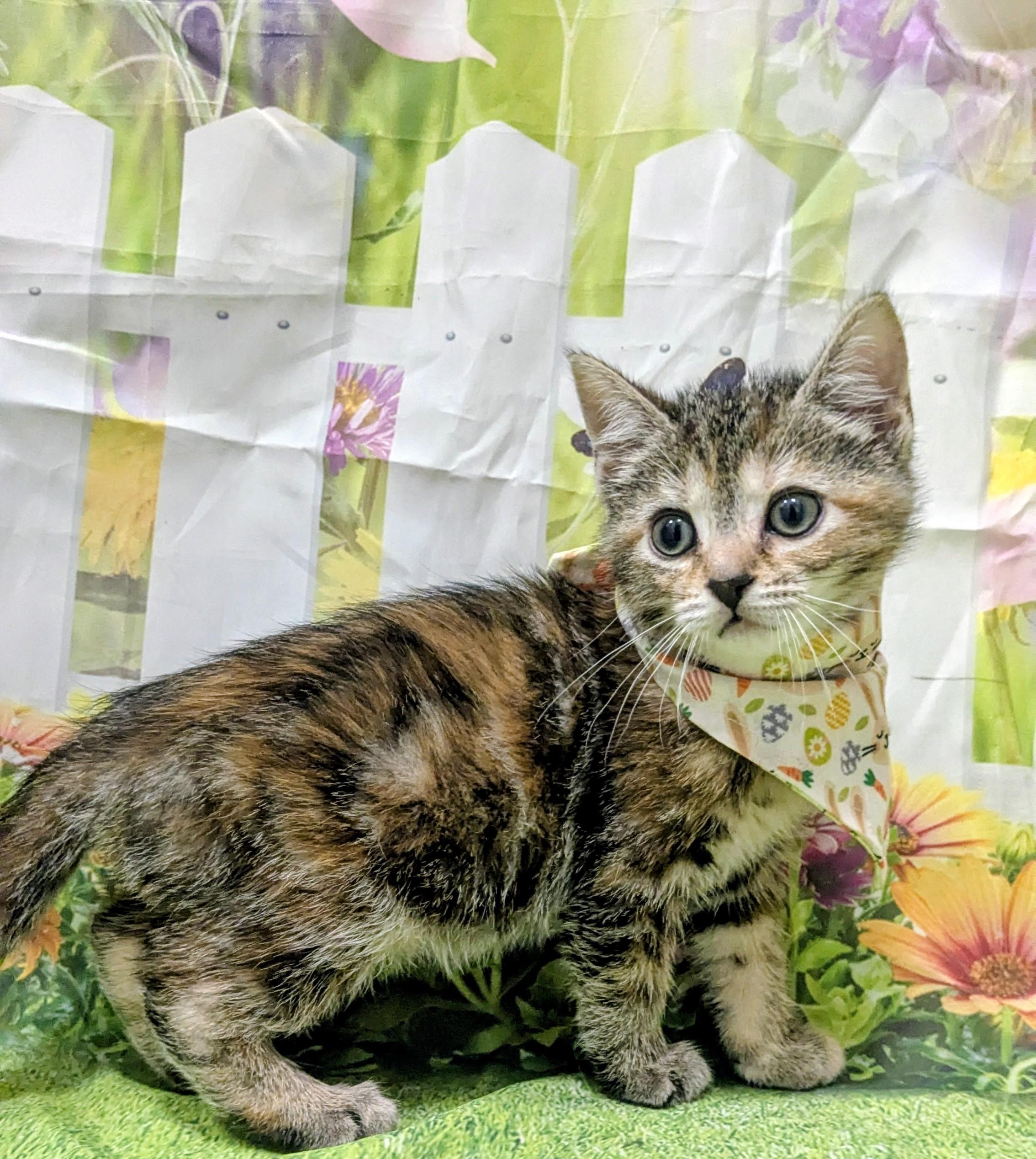 Peep, an adopted Domestic Short Hair in Chesapeake Beach, MD image 2/3