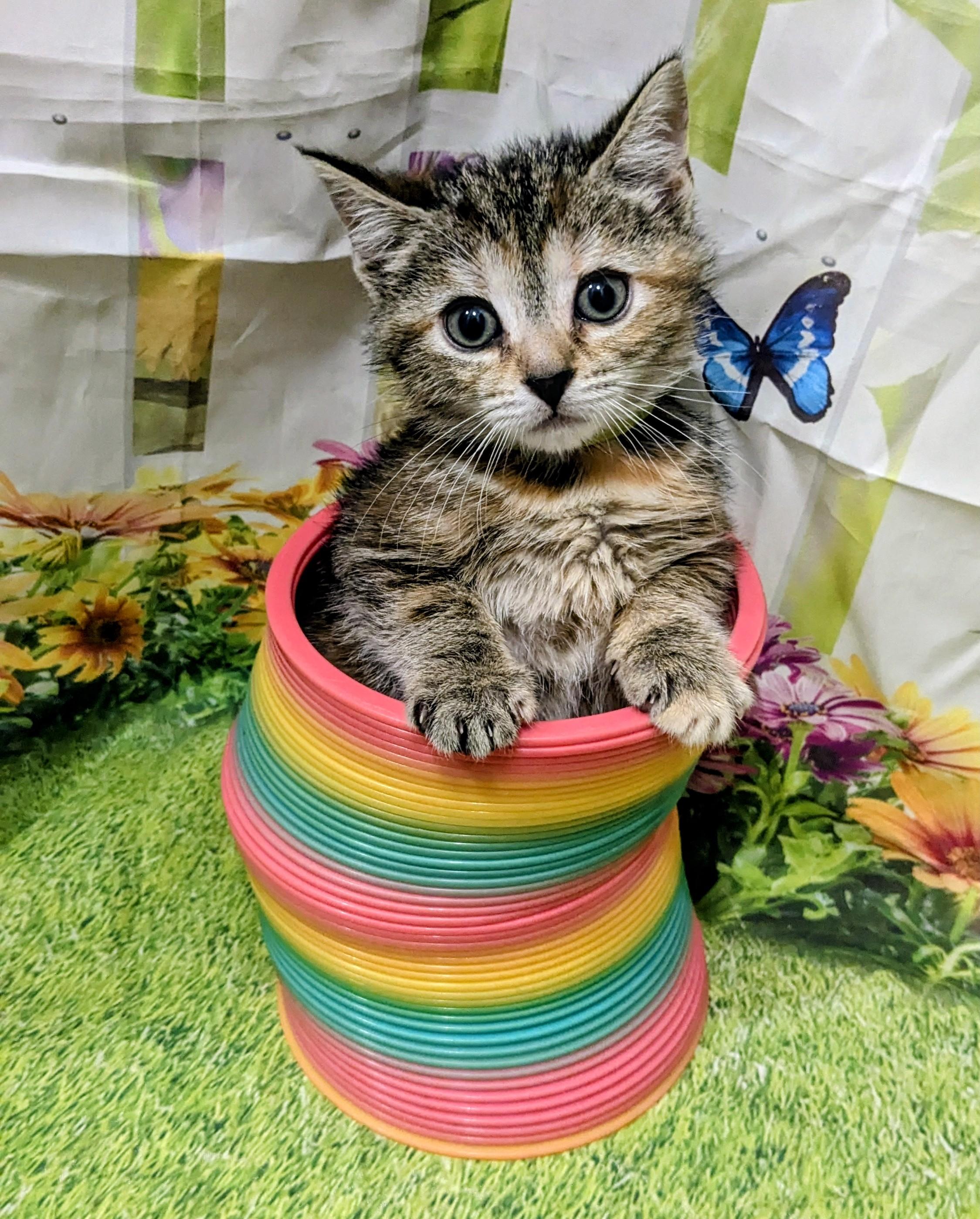 Peep, an adopted Domestic Short Hair in Chesapeake Beach, MD image 3/3