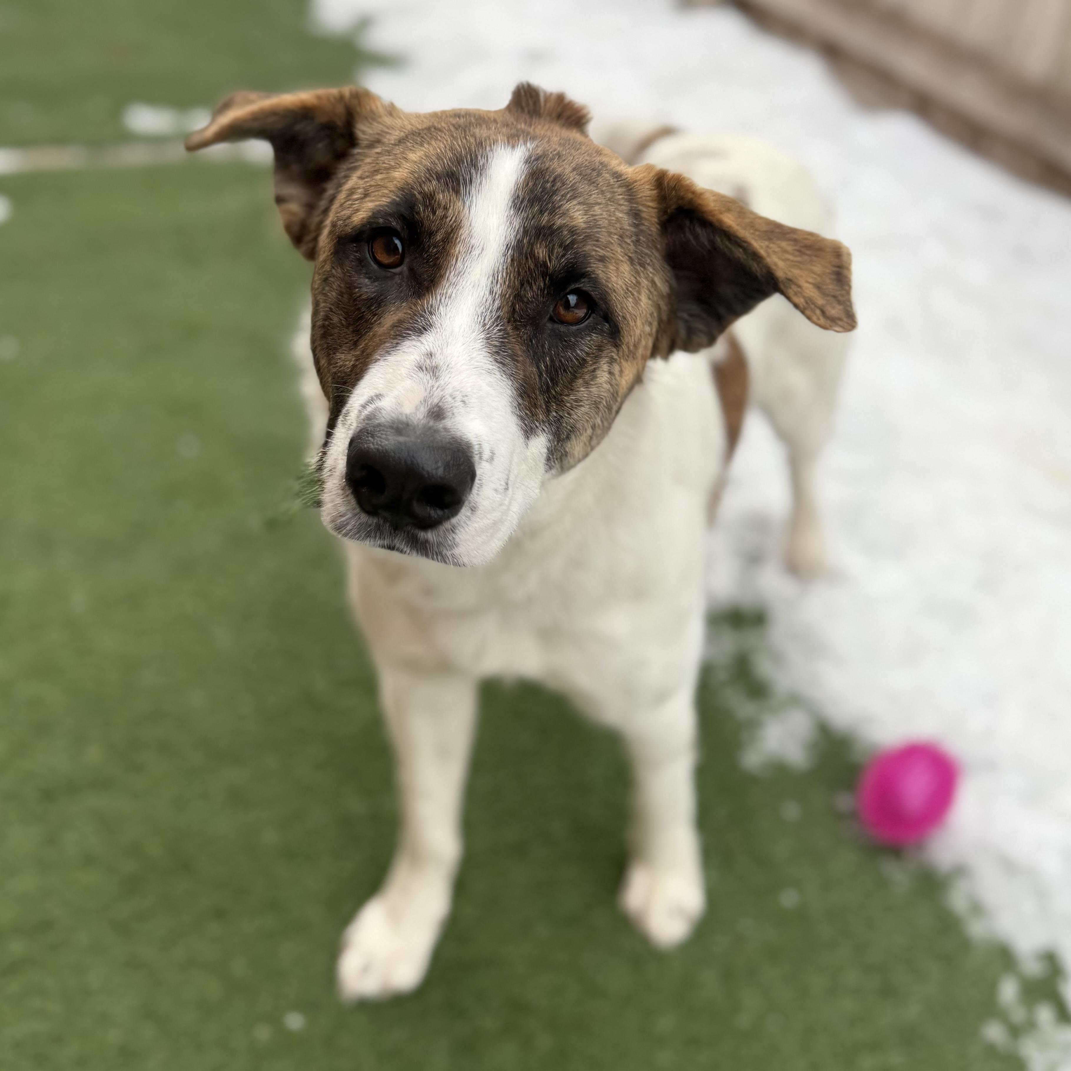 Gordo, an adopted mixed breed in Itasca, IL image 2/2