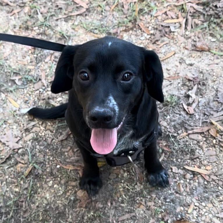 Enlarge Cash, a Adoptable Black Mouth Cur in Jena, LA image 1/2