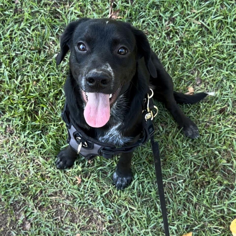Enlarge Cash, a Adoptable Black Mouth Cur in Jena, LA image 2/2