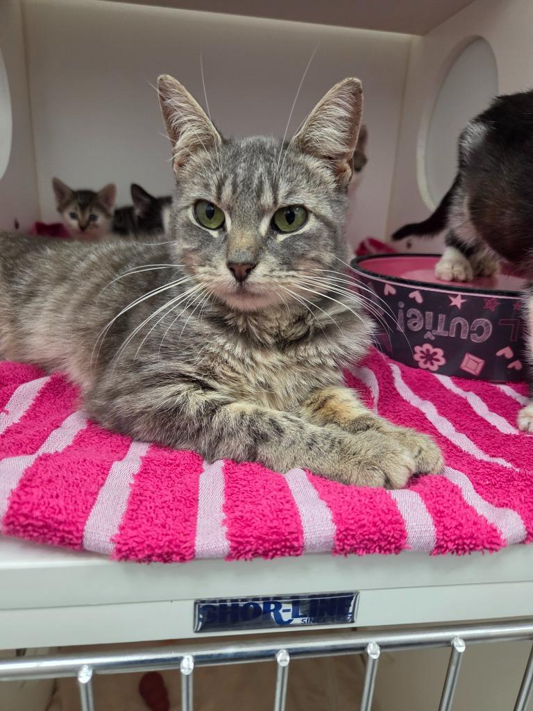 Bradley, Adoptable, Young Male Domestic Short Hair.