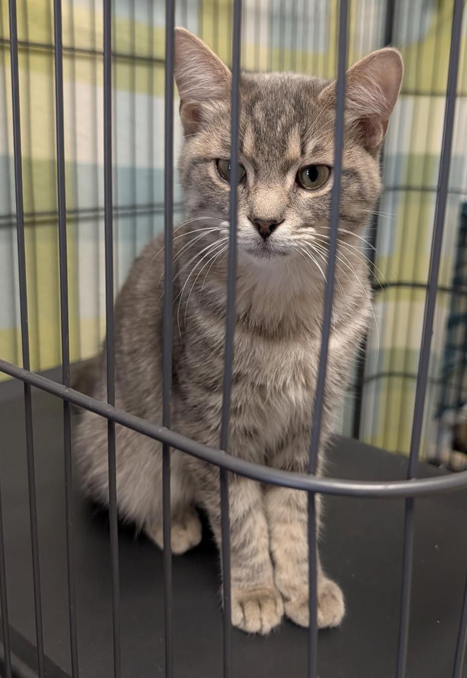 Enlarge Art (Neutered & Combo Tested) (Photos 4/4/2026), an adopted mixed breed in Marietta, OH image 5/6