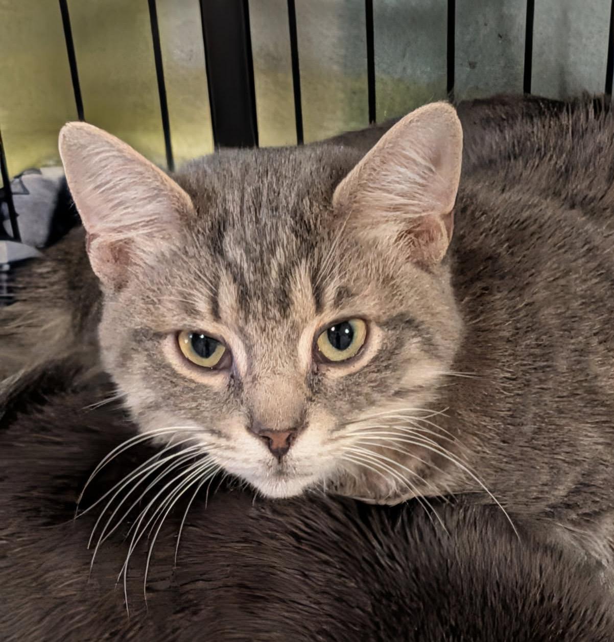 Enlarge Art (Neutered & Combo Tested) (Photos 4/4/2026), an adopted mixed breed in Marietta, OH image 4/6