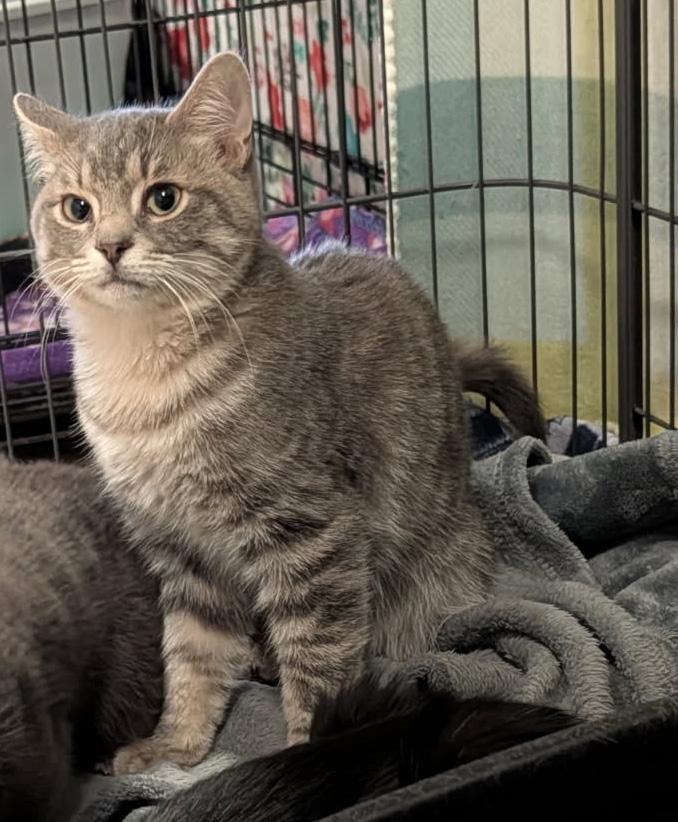 Enlarge Art (Neutered & Combo Tested) (Photos 4/4/2026), an adopted mixed breed in Marietta, OH image 6/6