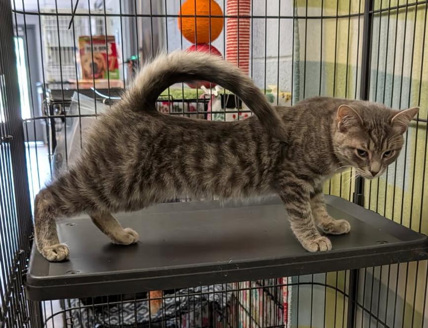 Enlarge Art (Neutered & Combo Tested) (Photos 4/4/2026), an adopted mixed breed in Marietta, OH image 2/6