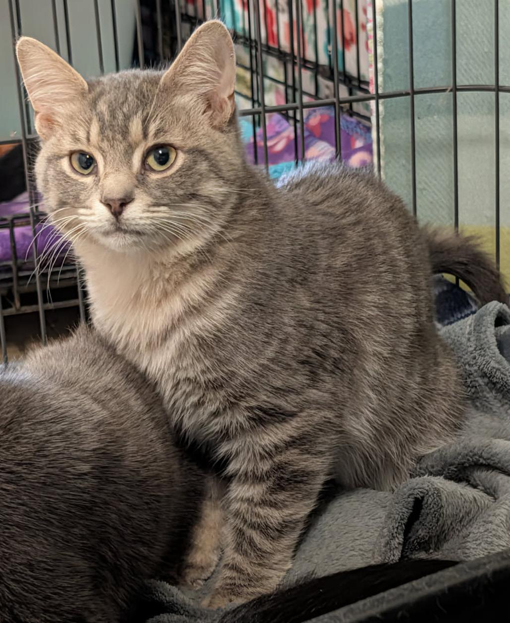 Enlarge Art (Neutered & Combo Tested) (Photos 4/4/2026), an adopted mixed breed in Marietta, OH image 3/6