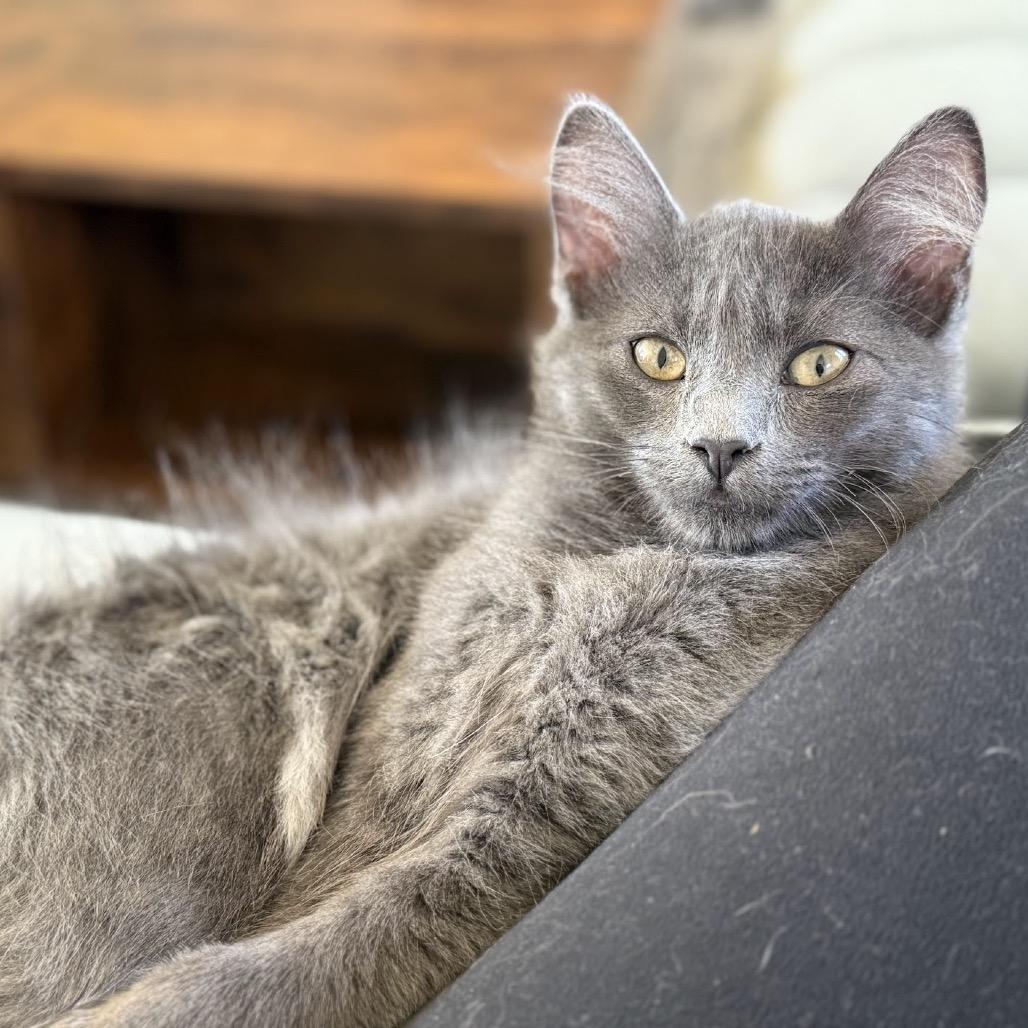 Ramsey, Adoptable, Young Male Domestic Medium Hair.